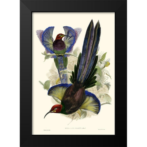 Gould Bird of Paradise III Black Modern Wood Framed Art Print by Gould