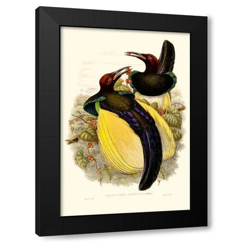 Gould Bird of Paradise IV Black Modern Wood Framed Art Print by Gould