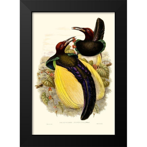 Gould Bird of Paradise IV Black Modern Wood Framed Art Print by Gould