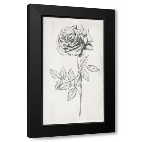 Single Stem II Black Modern Wood Framed Art Print with Double Matting by Goldberger, Jennifer