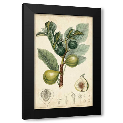 Exotic Fruits I Black Modern Wood Framed Art Print by Turpin
