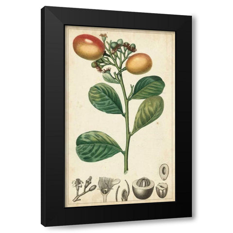 Exotic Fruits II Black Modern Wood Framed Art Print by Turpin