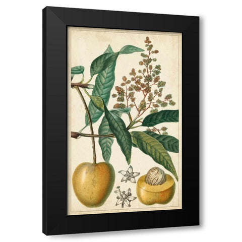 Exotic Fruits III Black Modern Wood Framed Art Print by Turpin