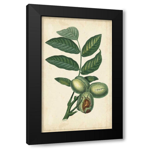 Exotic Fruits IV Black Modern Wood Framed Art Print by Turpin