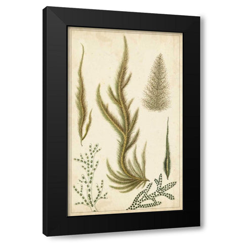 Turpin Seaweed IV Black Modern Wood Framed Art Print with Double Matting by Turpin