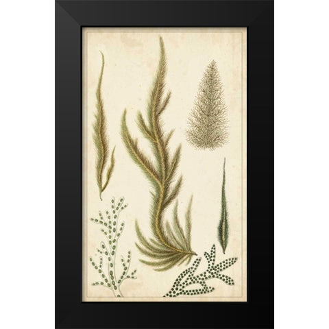 Turpin Seaweed IV Black Modern Wood Framed Art Print by Turpin