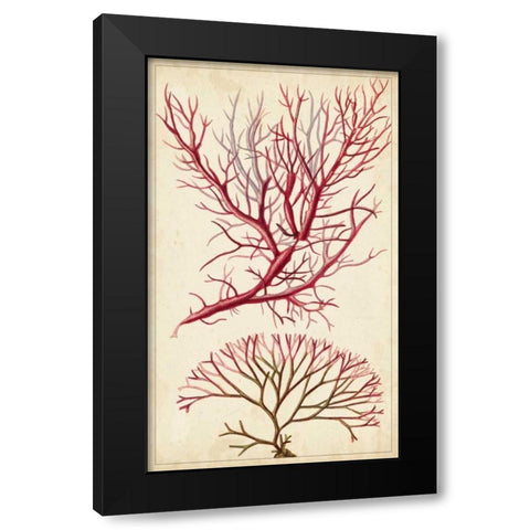 Turpin Seaweed V Black Modern Wood Framed Art Print with Double Matting by Turpin