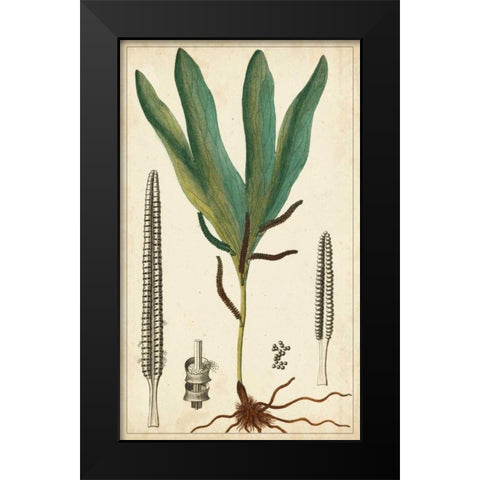 Foliage Botanique II Black Modern Wood Framed Art Print by Turpin