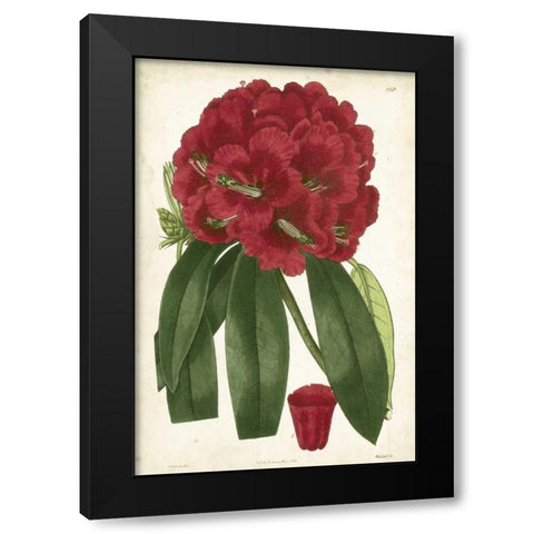 Antique Rhododendron I Black Modern Wood Framed Art Print by Curtis