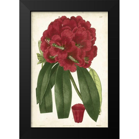Antique Rhododendron I Black Modern Wood Framed Art Print by Curtis