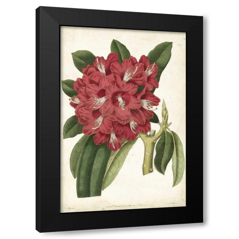 Antique Rhododendron II Black Modern Wood Framed Art Print by Curtis