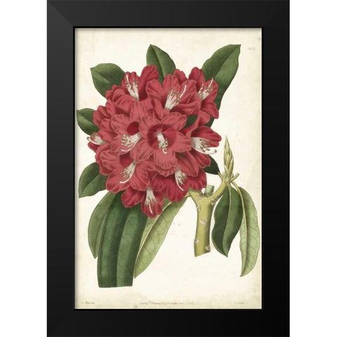 Antique Rhododendron II Black Modern Wood Framed Art Print by Curtis