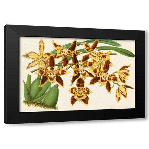 Graceful Orchids I Black Modern Wood Framed Art Print with Double Matting by Stroobant