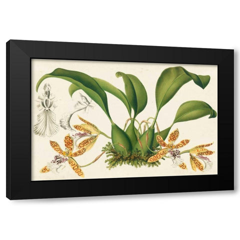 Graceful Orchids III Black Modern Wood Framed Art Print by Stroobant