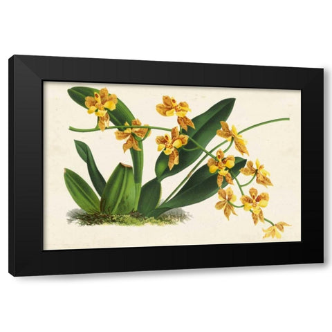 Graceful Orchids III Black Modern Wood Framed Art Print by Stroobant