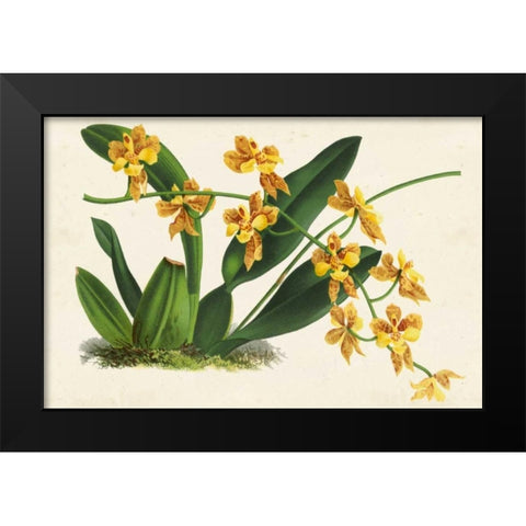 Graceful Orchids III Black Modern Wood Framed Art Print by Stroobant