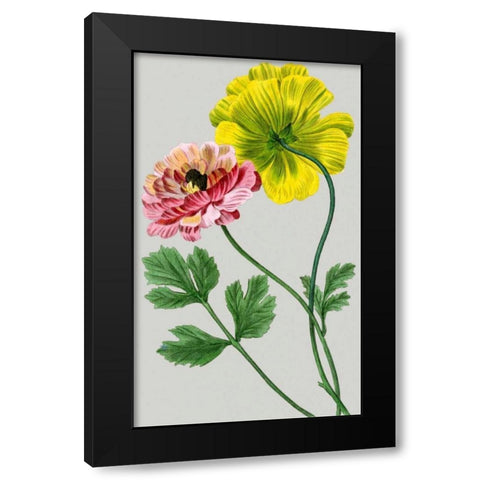 Vintage Garden Varieties I Black Modern Wood Framed Art Print by Vision Studio