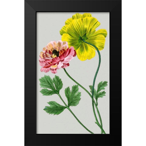 Vintage Garden Varieties I Black Modern Wood Framed Art Print by Vision Studio
