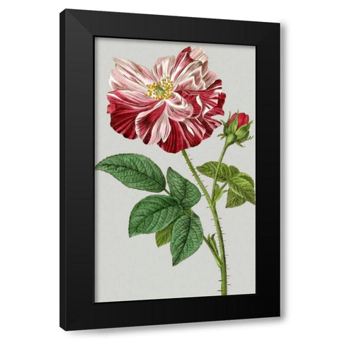 Vintage Garden Varieties II Black Modern Wood Framed Art Print with Double Matting by Vision Studio