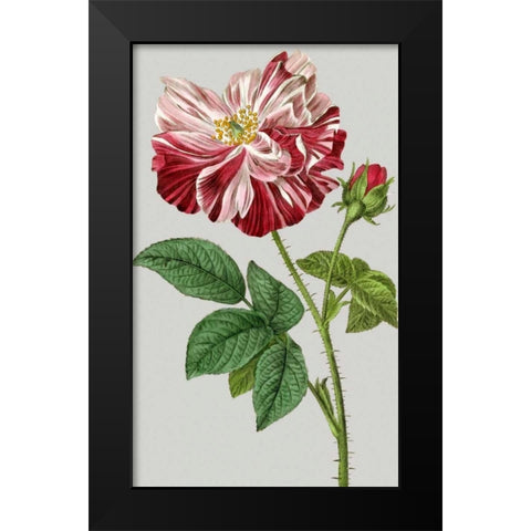 Vintage Garden Varieties II Black Modern Wood Framed Art Print by Vision Studio