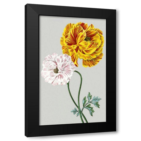 Vintage Garden Varieties III Black Modern Wood Framed Art Print by Vision Studio