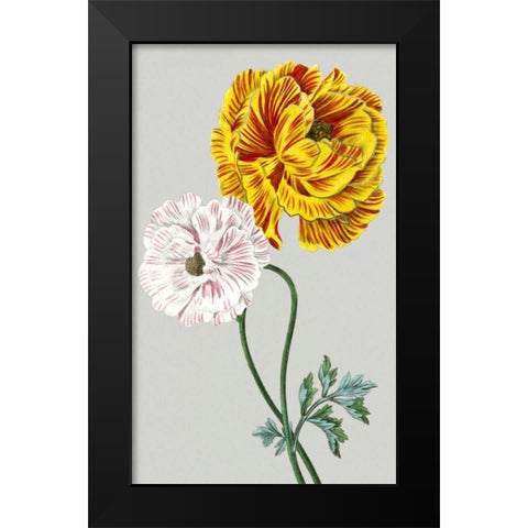 Vintage Garden Varieties III Black Modern Wood Framed Art Print by Vision Studio