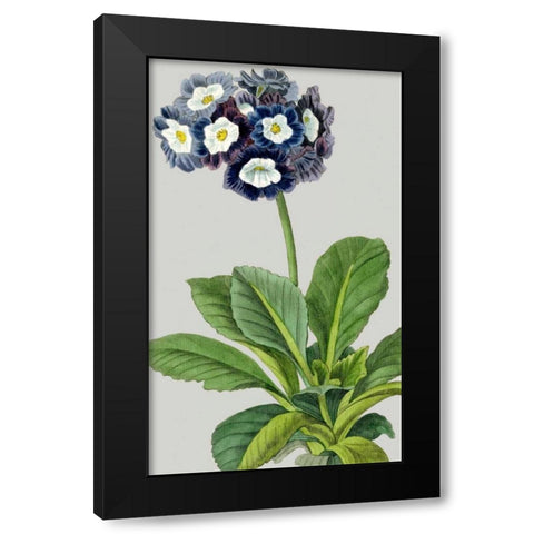 Vintage Garden Varieties IV Black Modern Wood Framed Art Print with Double Matting by Vision Studio