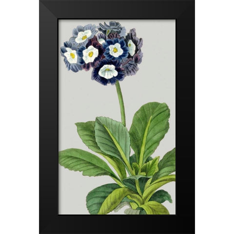 Vintage Garden Varieties IV Black Modern Wood Framed Art Print by Vision Studio