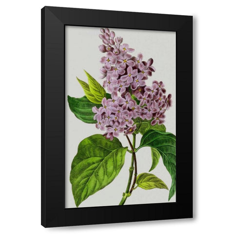 Vintage Garden Varieties V Black Modern Wood Framed Art Print by Vision Studio