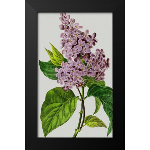 Vintage Garden Varieties V Black Modern Wood Framed Art Print by Vision Studio