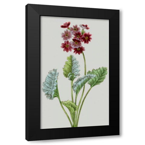 Vintage Garden Varieties VI Black Modern Wood Framed Art Print with Double Matting by Vision Studio