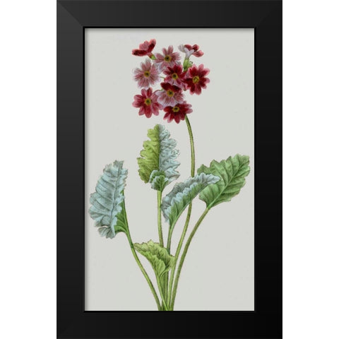 Vintage Garden Varieties VI Black Modern Wood Framed Art Print by Vision Studio