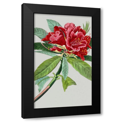 Vintage Garden Varieties VII Black Modern Wood Framed Art Print by Vision Studio