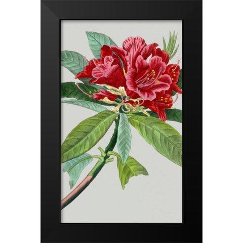 Vintage Garden Varieties VII Black Modern Wood Framed Art Print by Vision Studio