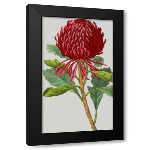 Vintage Garden Varieties VIII Black Modern Wood Framed Art Print by Vision Studio