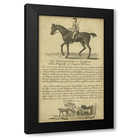 Horse Portraiture VI Black Modern Wood Framed Art Print with Double Matting by Unknown