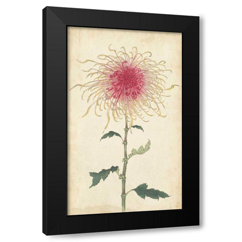 Elegant Chrysanthemums I Black Modern Wood Framed Art Print by Unknown