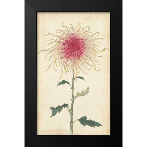 Elegant Chrysanthemums I Black Modern Wood Framed Art Print by Unknown
