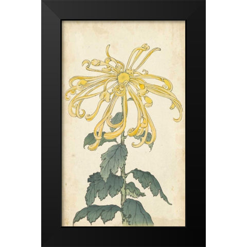 Elegant Chrysanthemums II Black Modern Wood Framed Art Print by Unknown