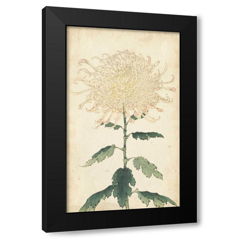 Elegant Chrysanthemums III Black Modern Wood Framed Art Print by Unknown