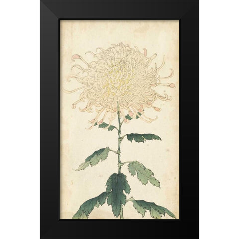 Elegant Chrysanthemums III Black Modern Wood Framed Art Print by Unknown