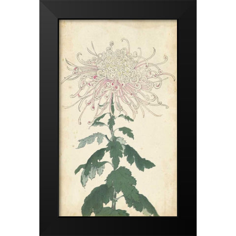 Elegant Chrysanthemums IV Black Modern Wood Framed Art Print by Unknown