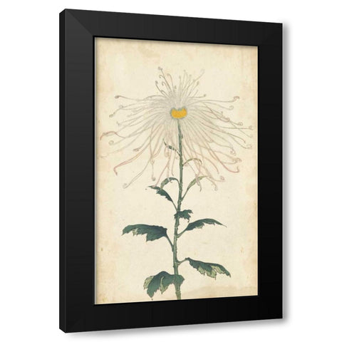 Elegant Chrysanthemums V Black Modern Wood Framed Art Print by Unknown