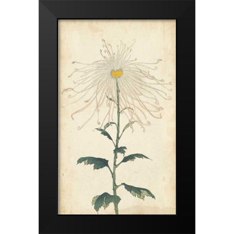Elegant Chrysanthemums V Black Modern Wood Framed Art Print by Unknown