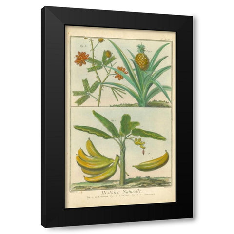Histoire Naturelle Tropicals II Black Modern Wood Framed Art Print with Double Matting by Martinet