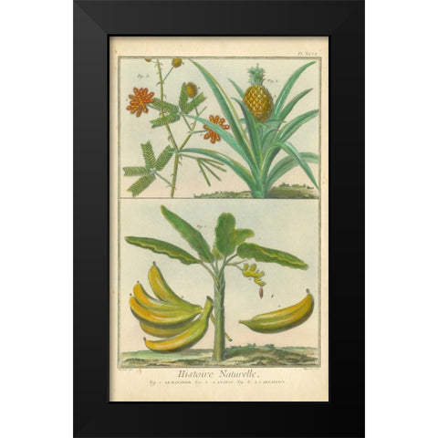 Histoire Naturelle Tropicals II Black Modern Wood Framed Art Print by Martinet