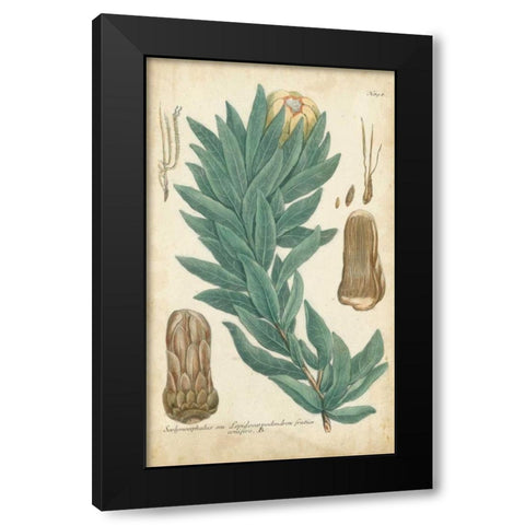 Weinmann Conifers I Black Modern Wood Framed Art Print by Weinmann