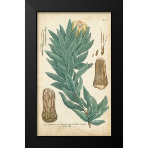 Weinmann Conifers I Black Modern Wood Framed Art Print by Weinmann
