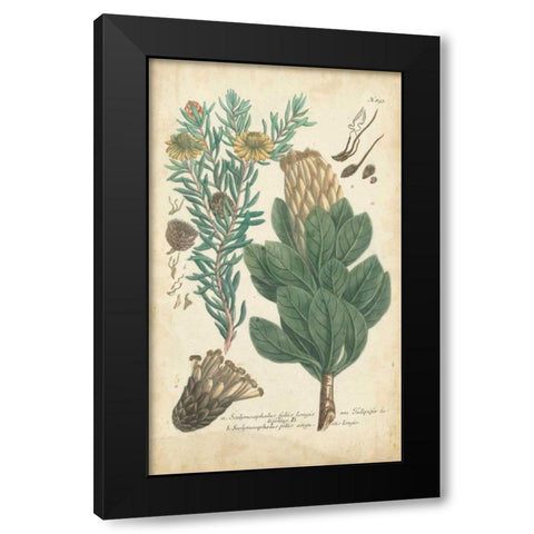 Weinmann Conifers III Black Modern Wood Framed Art Print by Weinmann