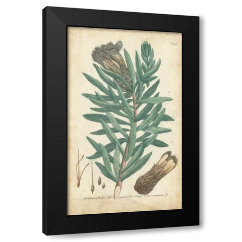 Weinmann Conifers IV Black Modern Wood Framed Art Print by Weinmann
